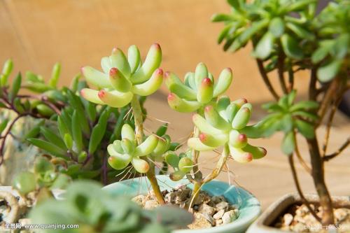 й½ϳƫ ȫůorȫ䣿